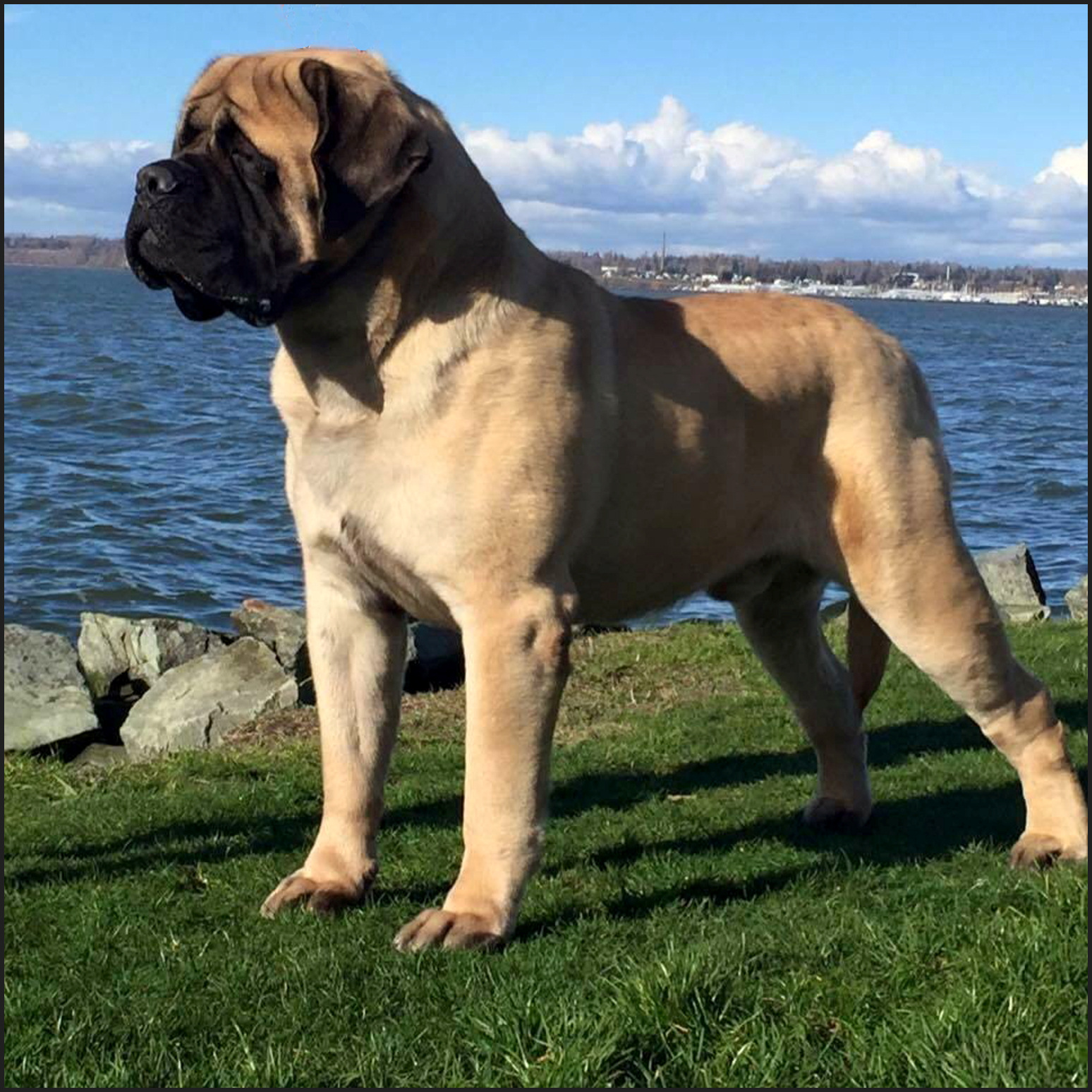 Blu mastiff store